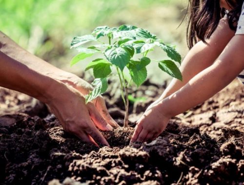 Mains dans la terre d'un enfant et d'un adulte en train de planter une plante