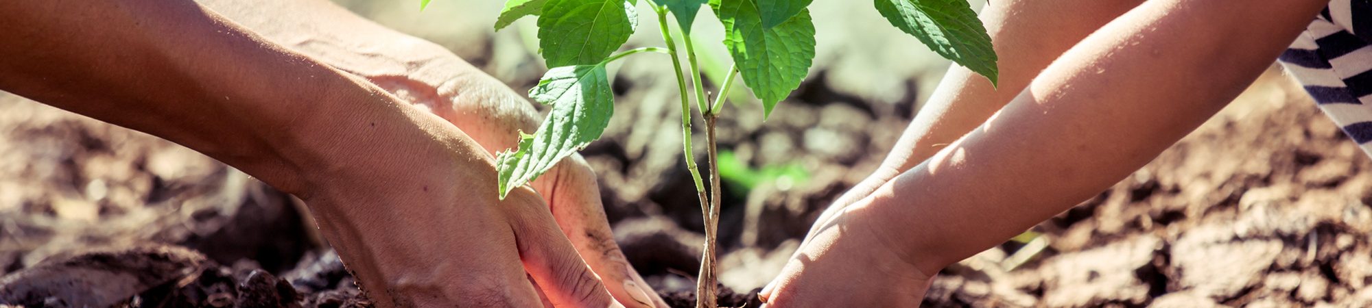 Réaliser un potager en carré, façon permaculture