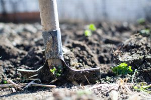 Une pelle qui creuse dans la terre d'un potager