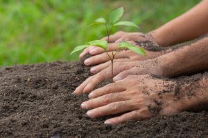 Des mains posées sur la terre, sur une jeune pousse