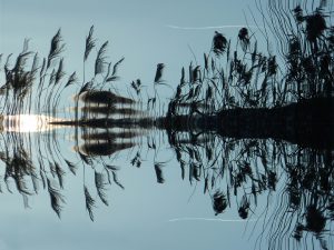 De la végétation en reflet sur un plan d'eau