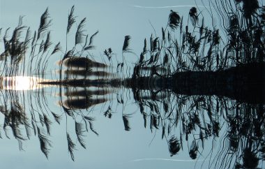 De la végétation en reflet sur un plan d'eau